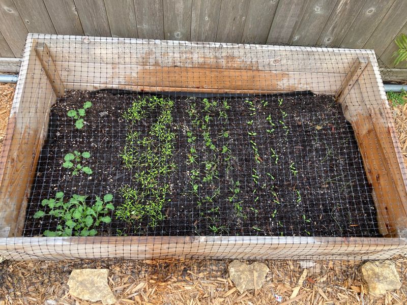 Sow Overwintering Crops (September–October)