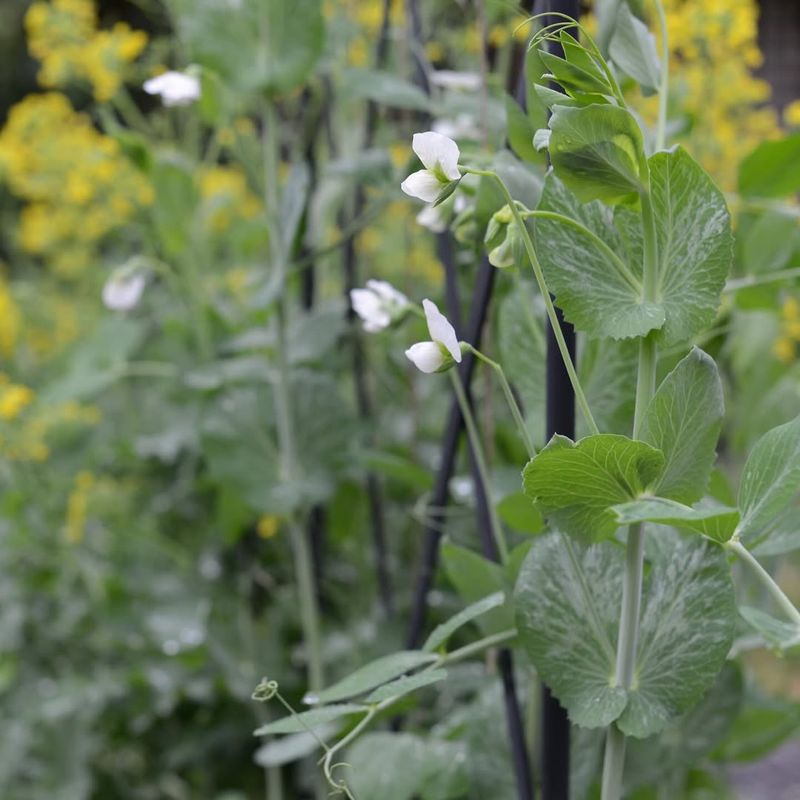 Sow Peas Outdoors