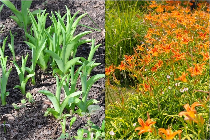 Divide And Replant Daylilies For Stronger Summer Blooms