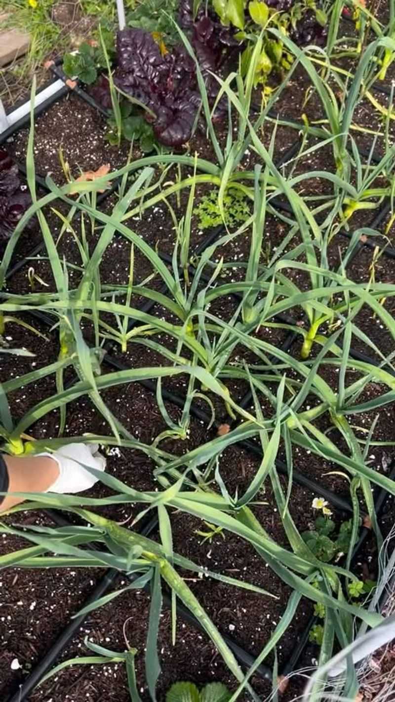 Fertilize Early Growing Plants Lightly