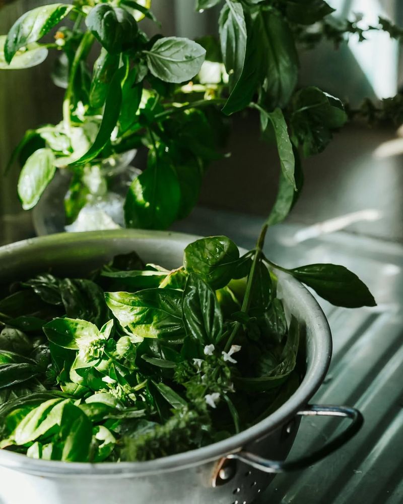 Harvest Regularly To Keep Your Basil Producing All Summer