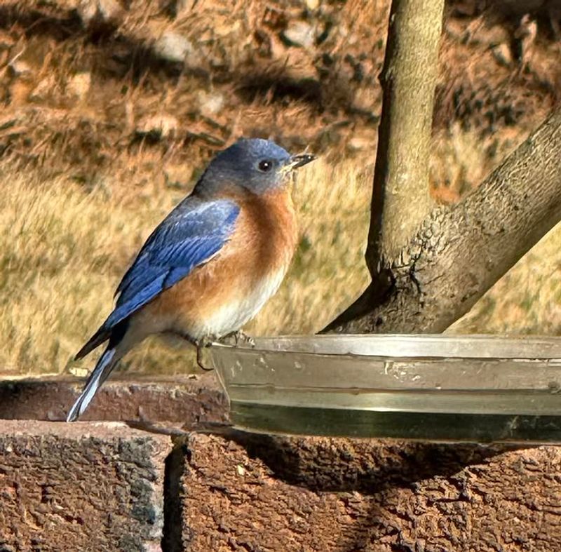 Add A Simple Water Source They'll Use Every Day