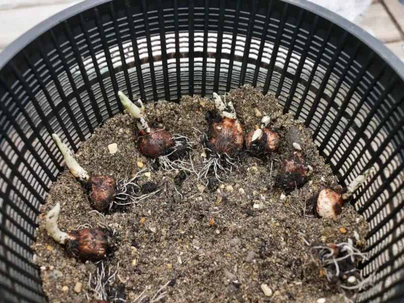 Use Gravel Or Grit In Planting Holes