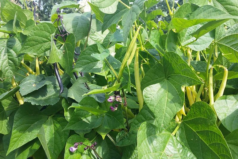 Sow Bush Beans For Easy, Productive Vines