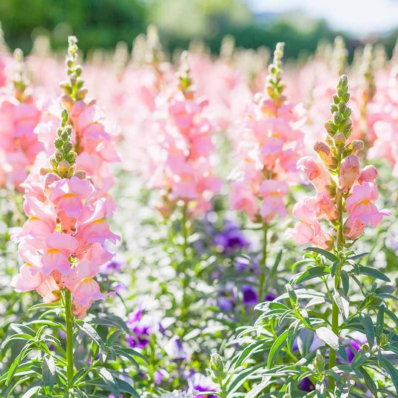 Set Out Snapdragons That Handle Chilly Nights