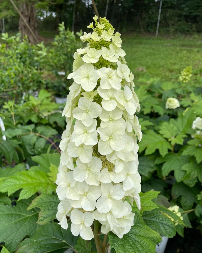 Add Native Shrubs That Bloom Reliably In Spring