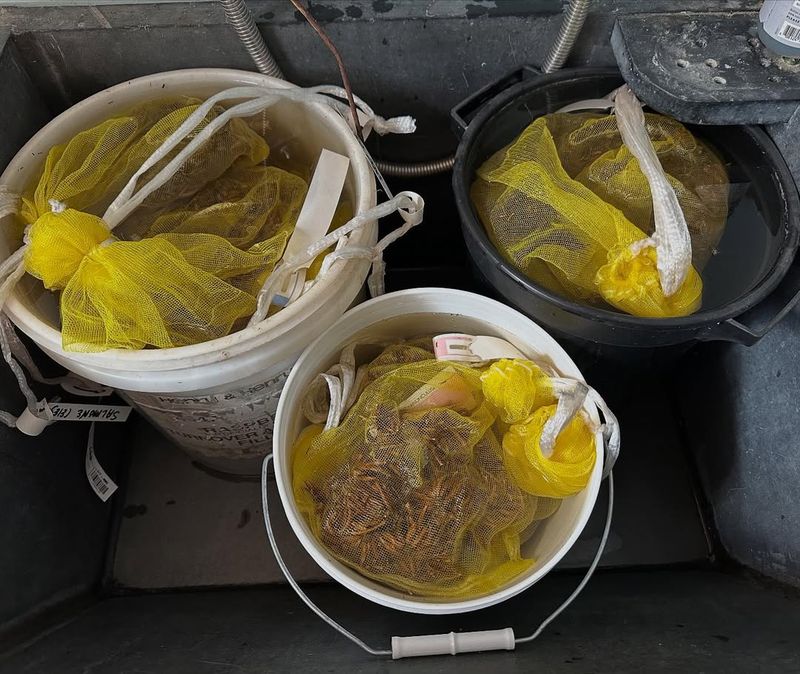 Soak Corms Before Planting To Speed Up Sprouting