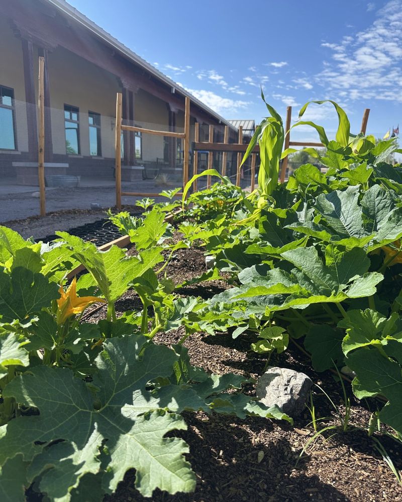 Leave Space Between Rows So Sunlight Reaches Lower Leaves
