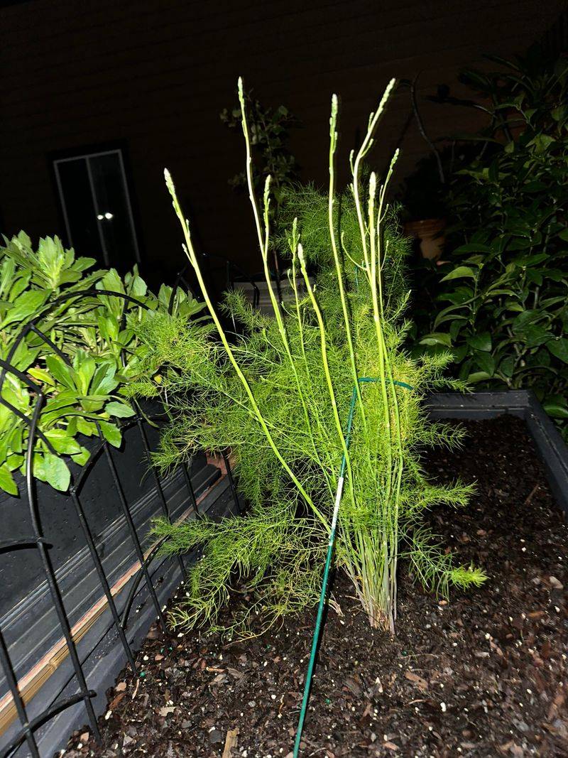 Give Young Plants Time To Establish Before Harvesting