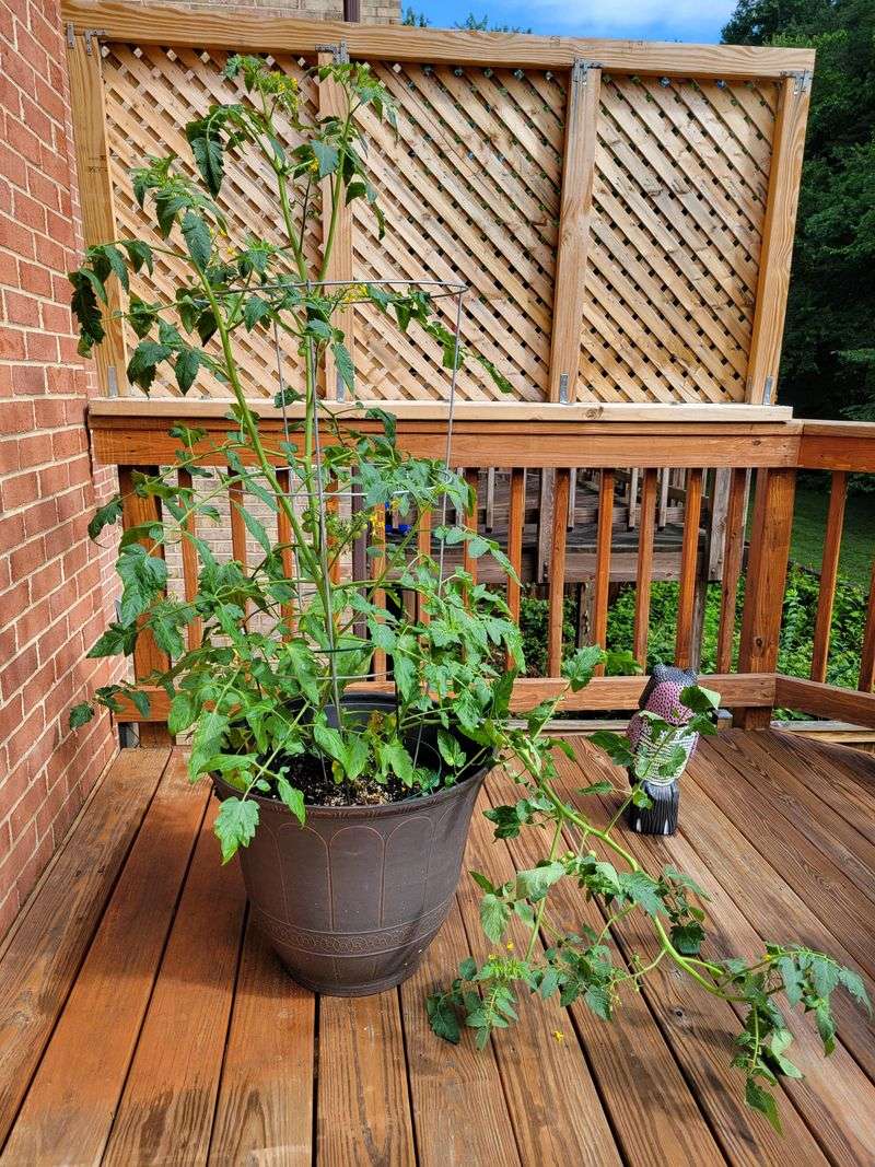 Add A Cage Or Stake Early While The Plant Is Still Small