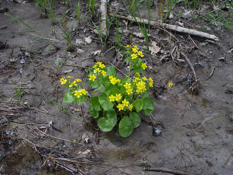 Divide Clumps To Keep Plants Healthy