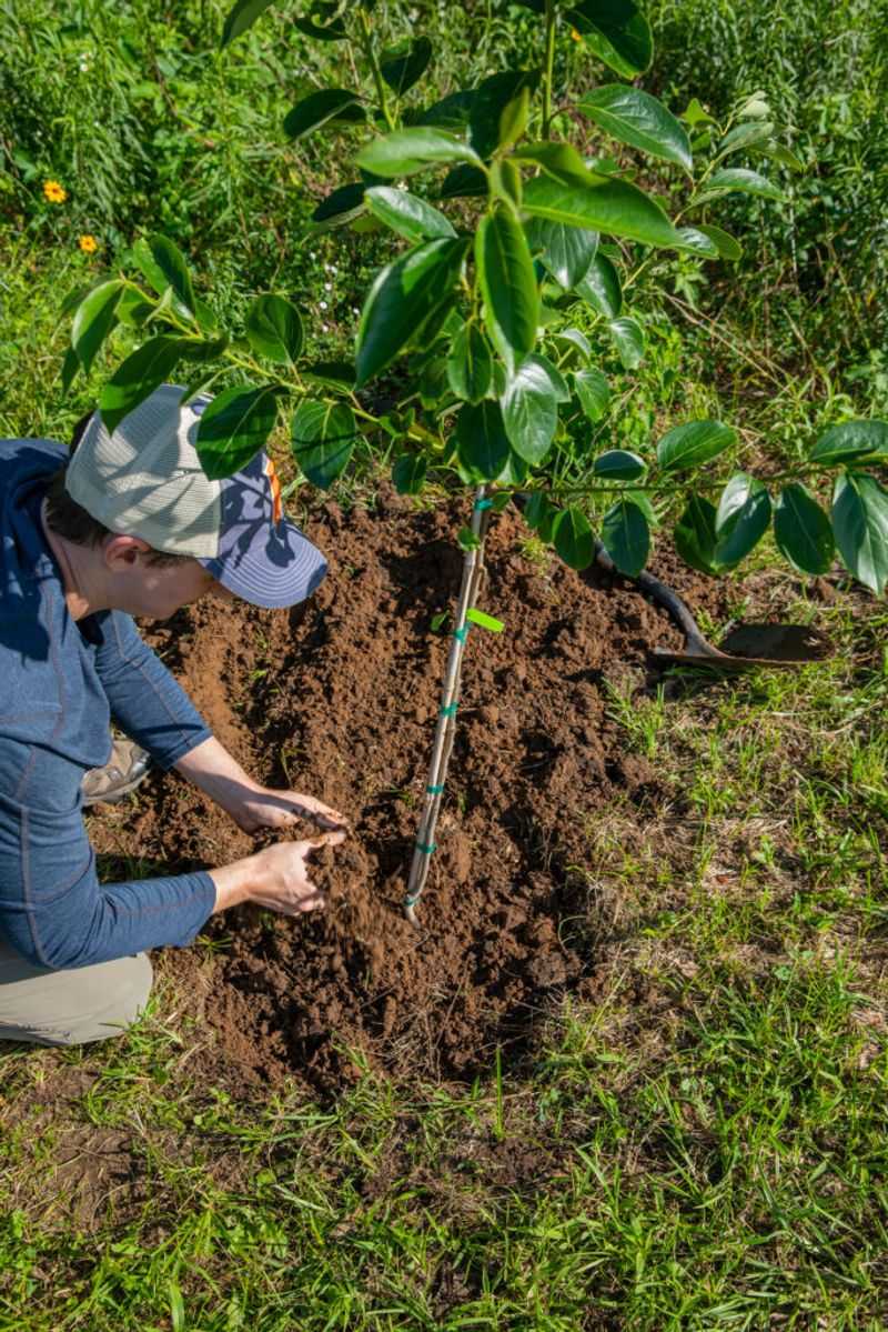 Fertilize Fruit Trees Before Bud Break