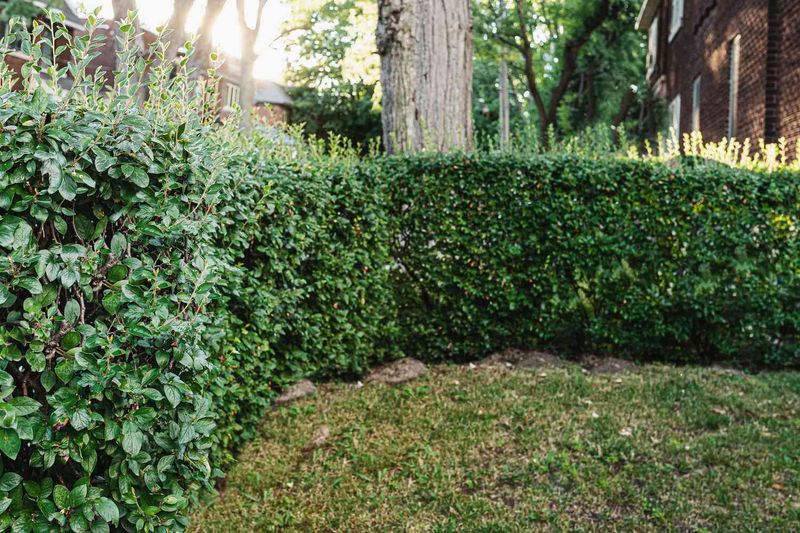 Use Dense Shrub Hedges For Natural Boundaries