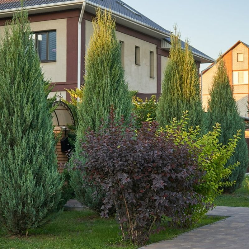 Use Tall Evergreen Trees To Create Year-Round Privacy