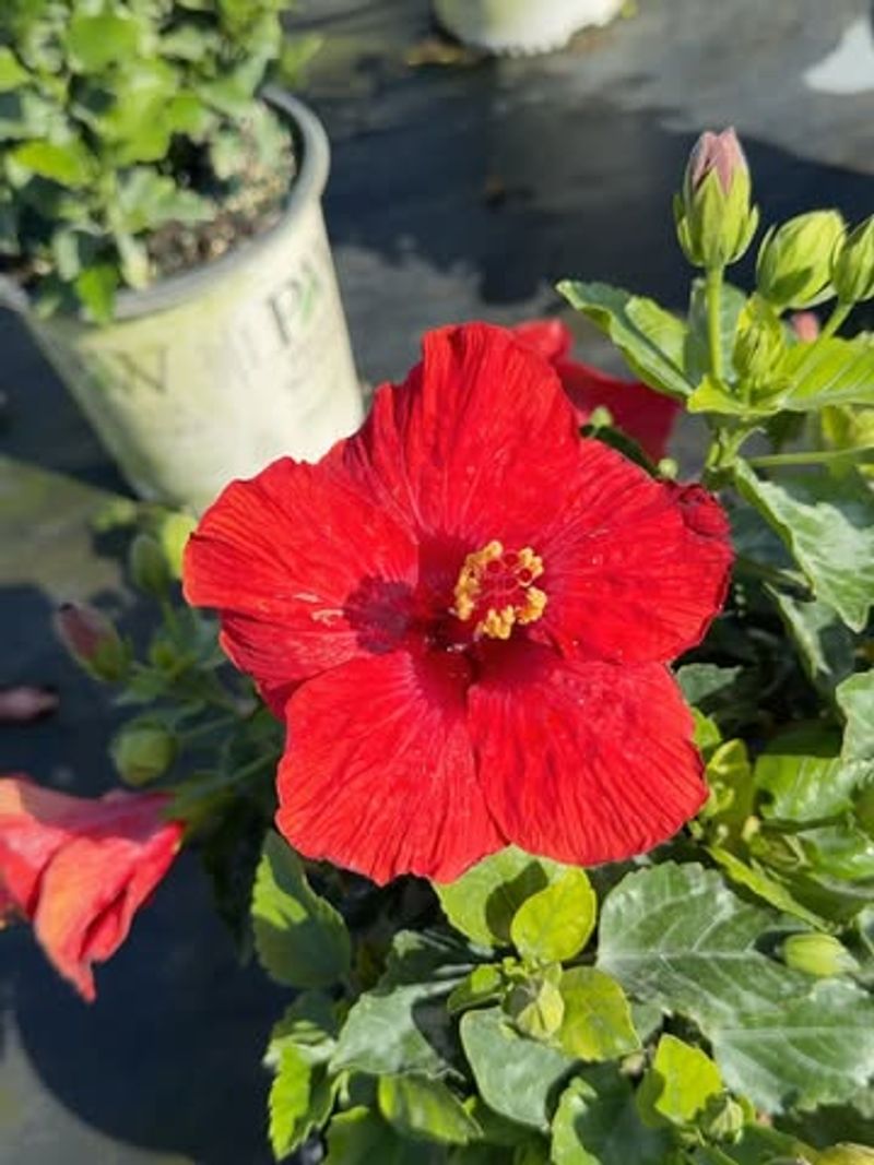 Grow Tropical Hibiscus For Bold Red Garden Color