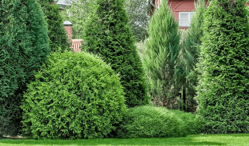 Build Mixed Evergreen Screens For Year-Round Coverage