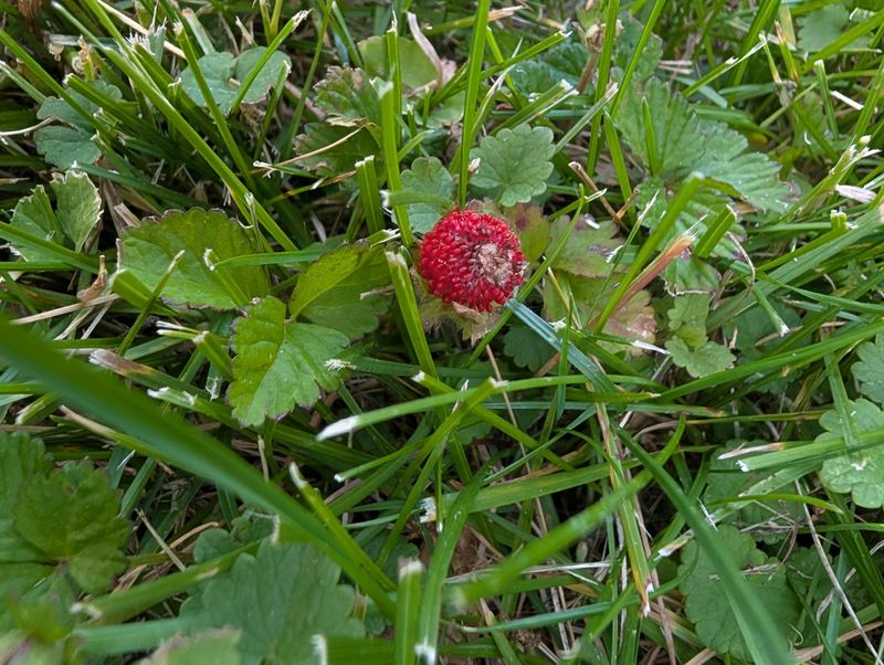 Toss In Wild Strawberry For Edible Ground Cover