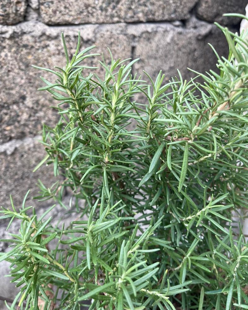 Inspect Overwintered Plants For Pests Before They Spread