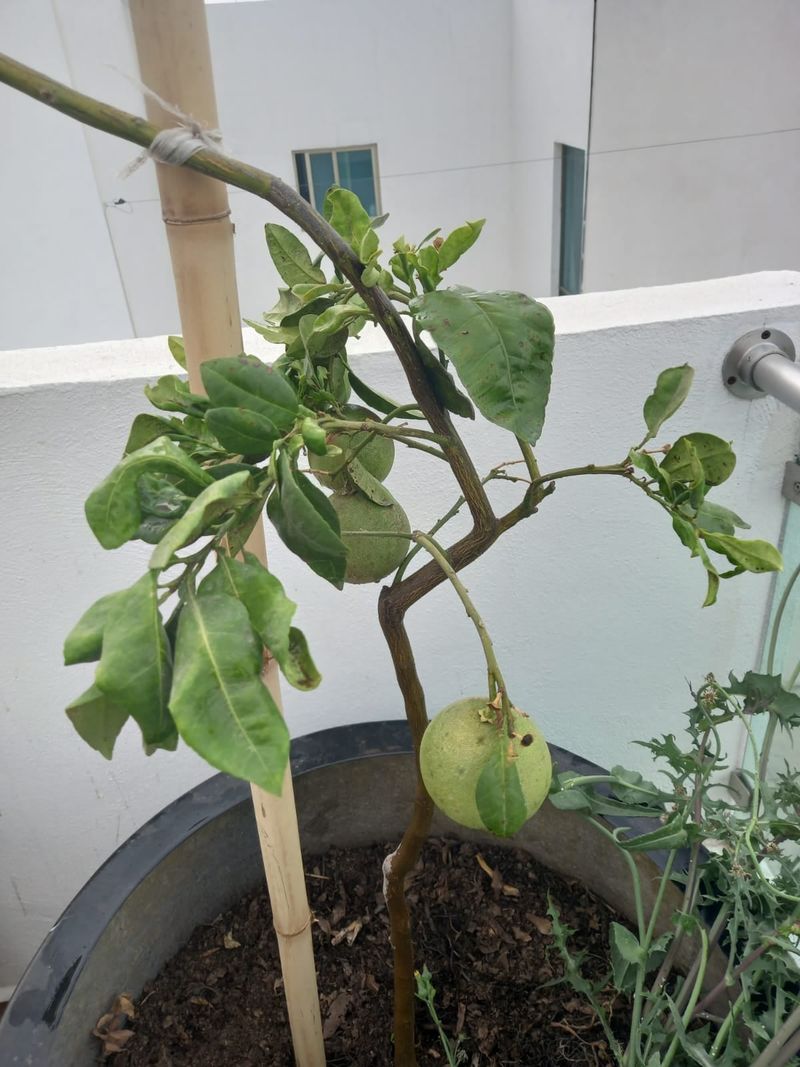 Water Consistently But Avoid Overwatering