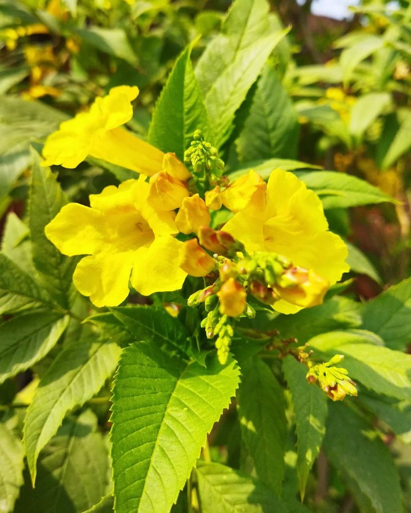 Water Deeply And Let Soil Dry Between Watering