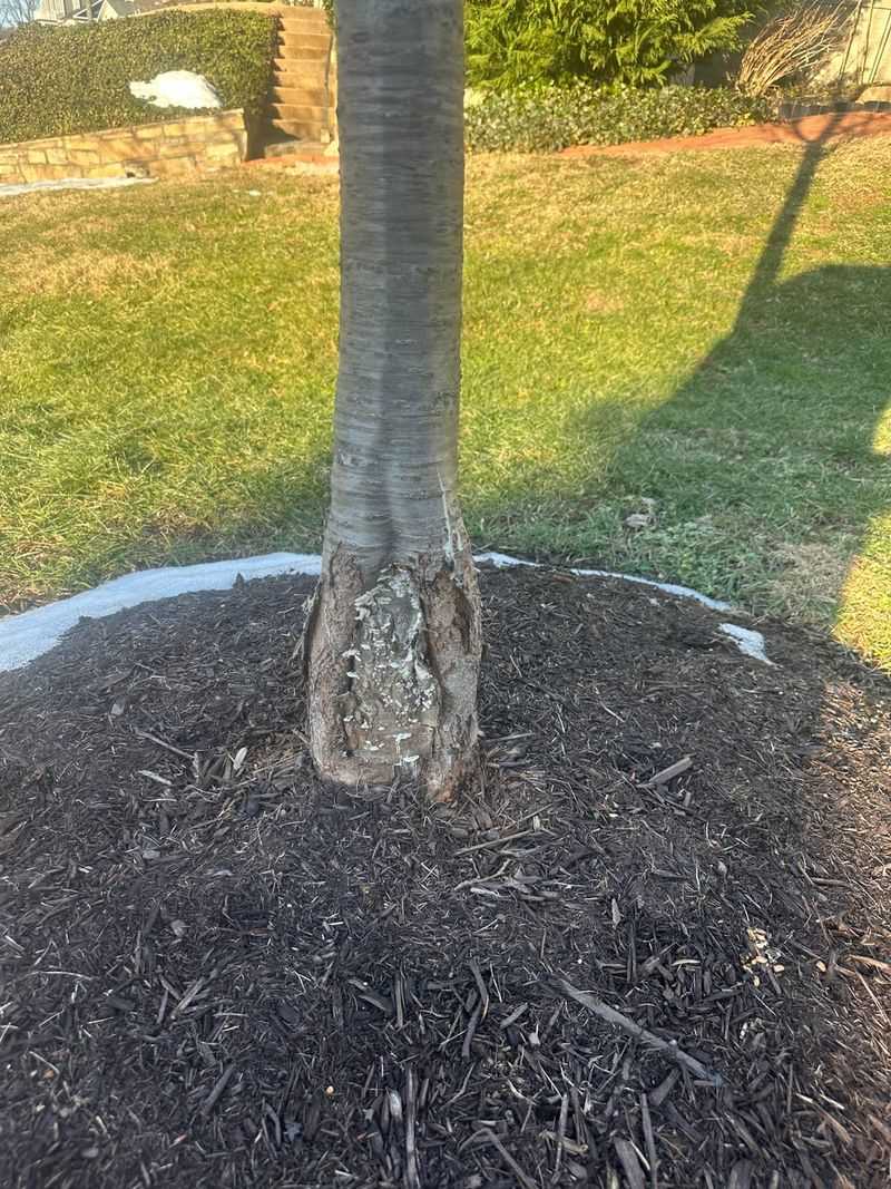 Give Young Trees Deep Water And A Mulch Ring