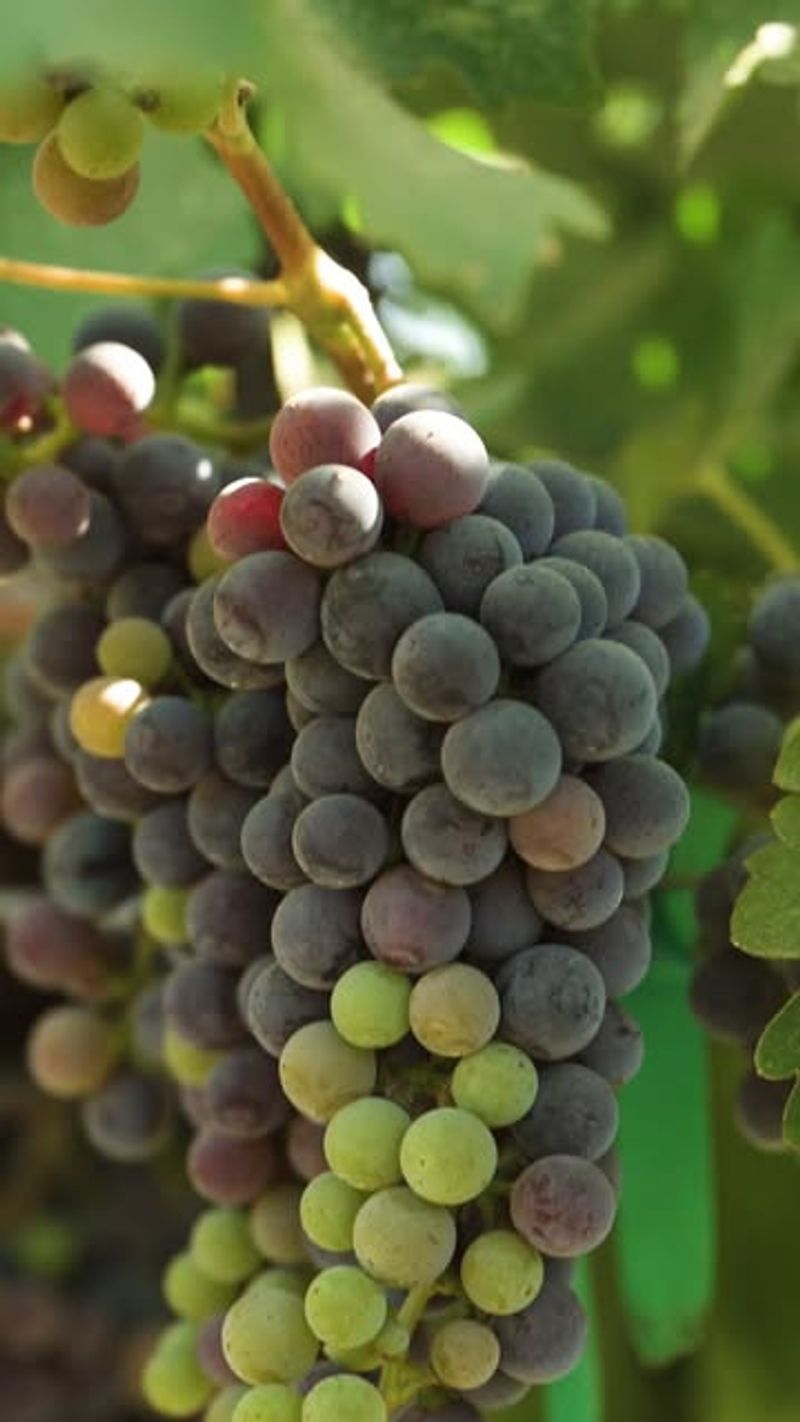 Provide Full Sun For Maximum Fruit Production