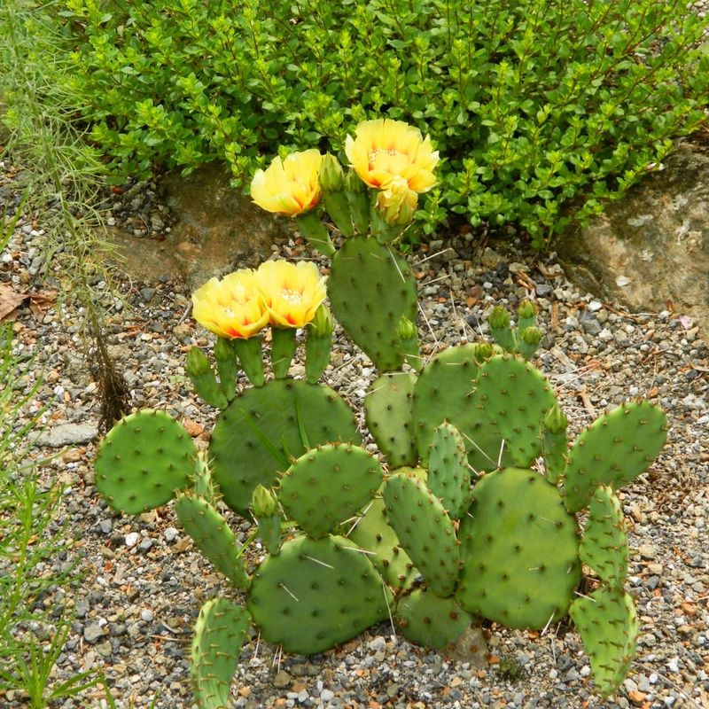 Use Well-Drained Soil