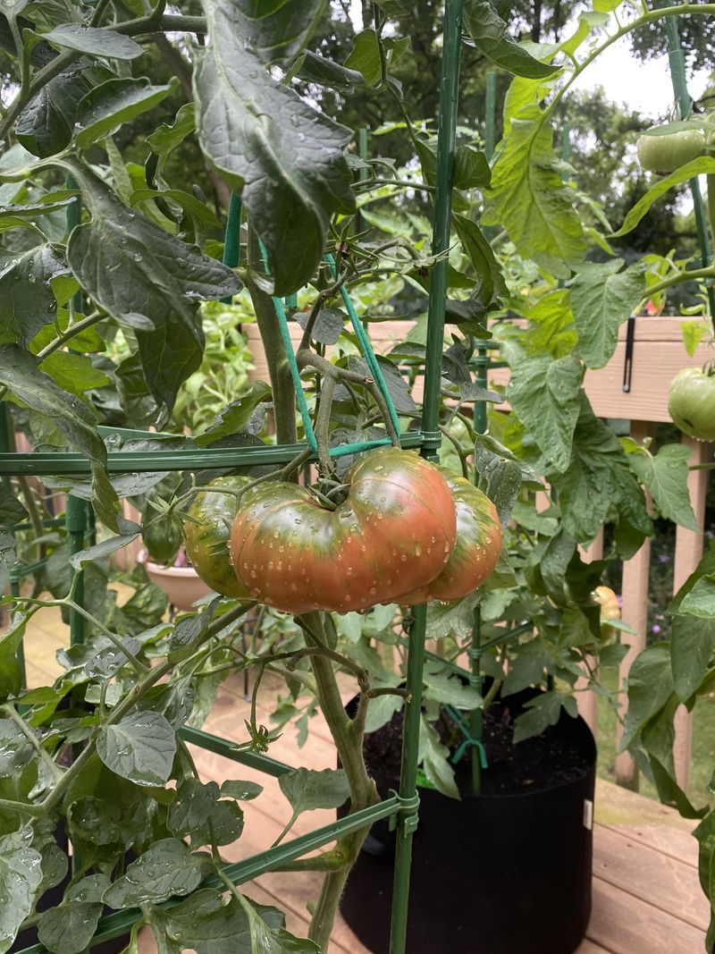 Start Fruiting Crops As The Moon Grows Brighter