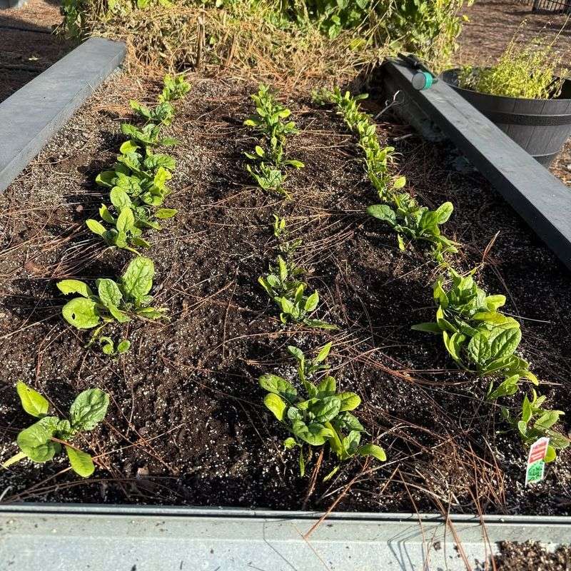 Sow Spinach For Nutritious, Early Greens