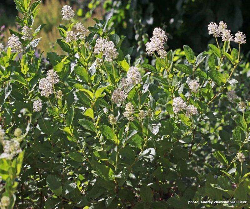 Choose New Jersey Tea For Tough Dry Sites