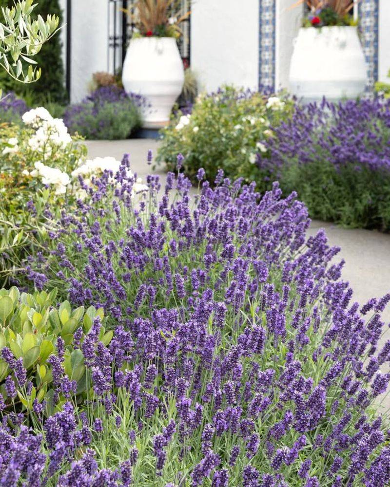 Choose Low-Water Plants