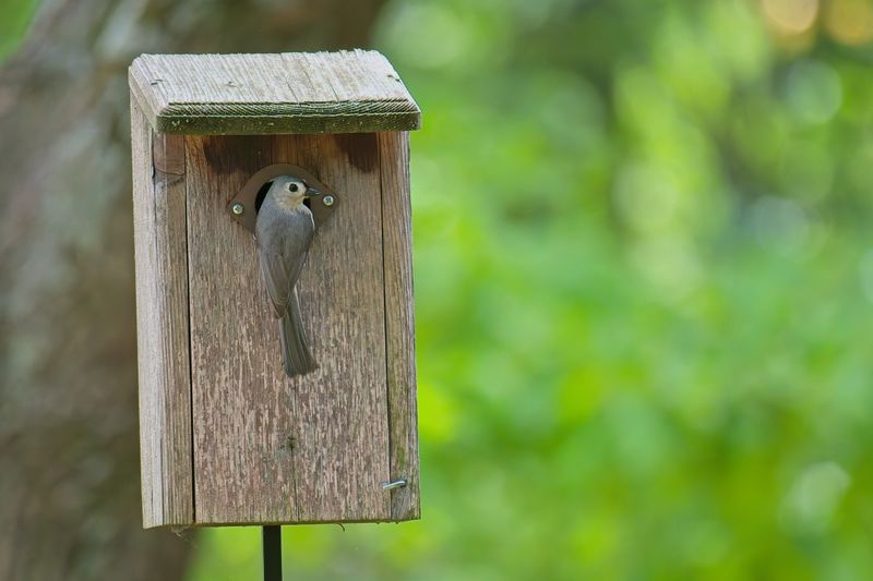 Install Nest Boxes