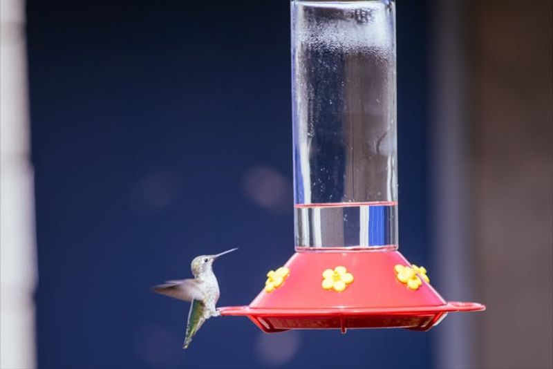 Hummingbird Feeders Can Provide Extra Nectar