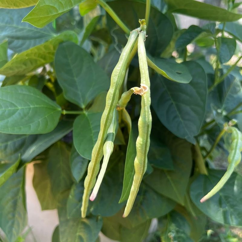 Grow Southern Peas That Thrive In Heat