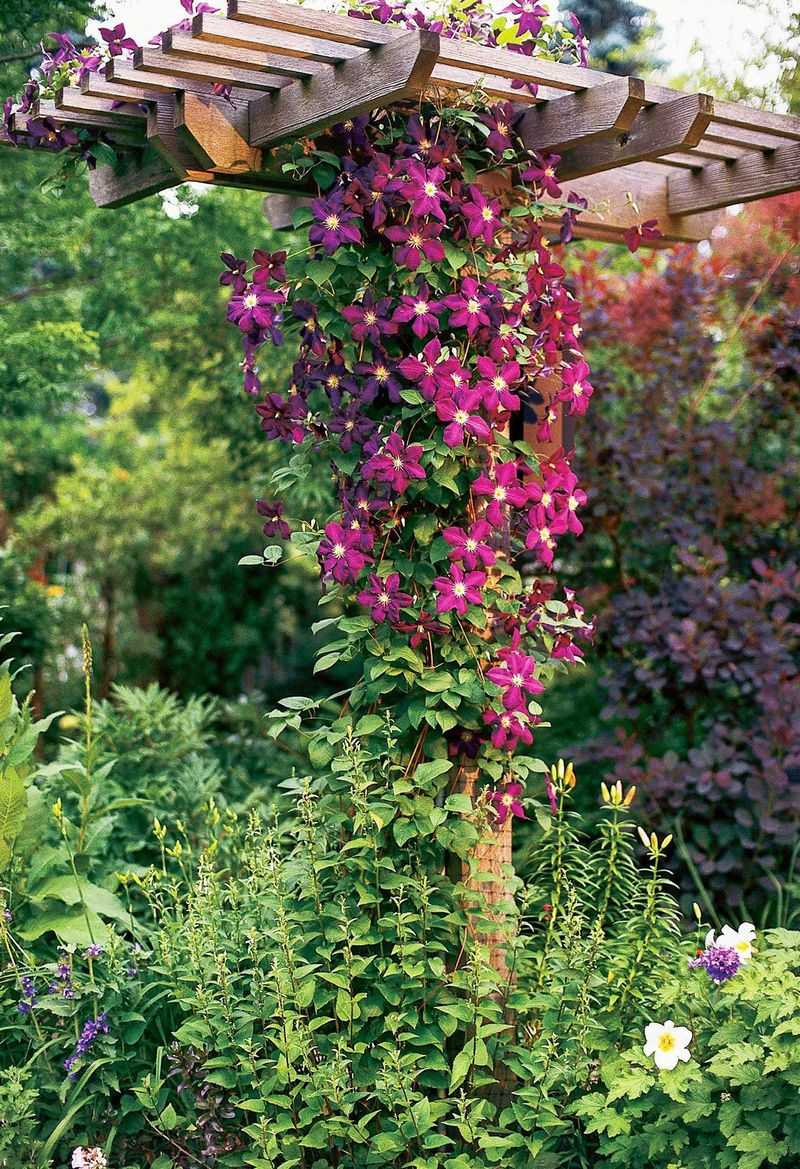 Use Climbing Vines On Trellises Or Fences