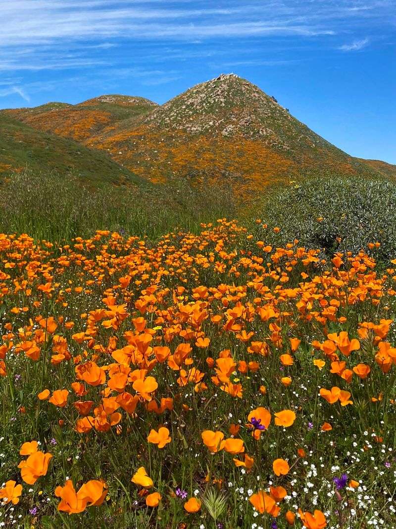 Scatter California Poppy Seeds For Bright Blooms