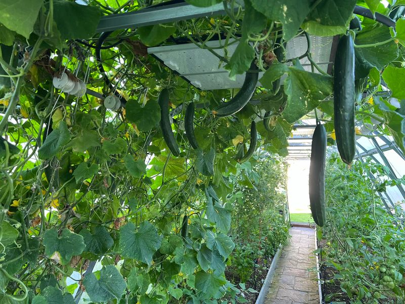 Grow Cucumbers For Crisp, Versatile Veggies