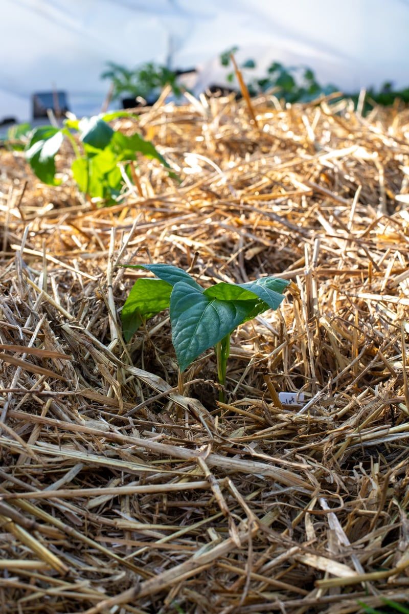 Use Mulch To Keep Soil Warm And Moist