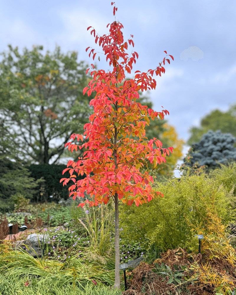 Add Red Maple To Landscapes With Periodic Flooding