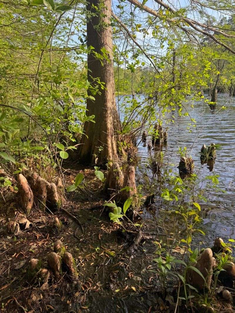 Grow Bald Cypress In Flood Prone Areas