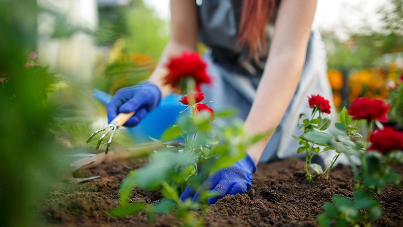 Prepare The Soil Properly Before Planting