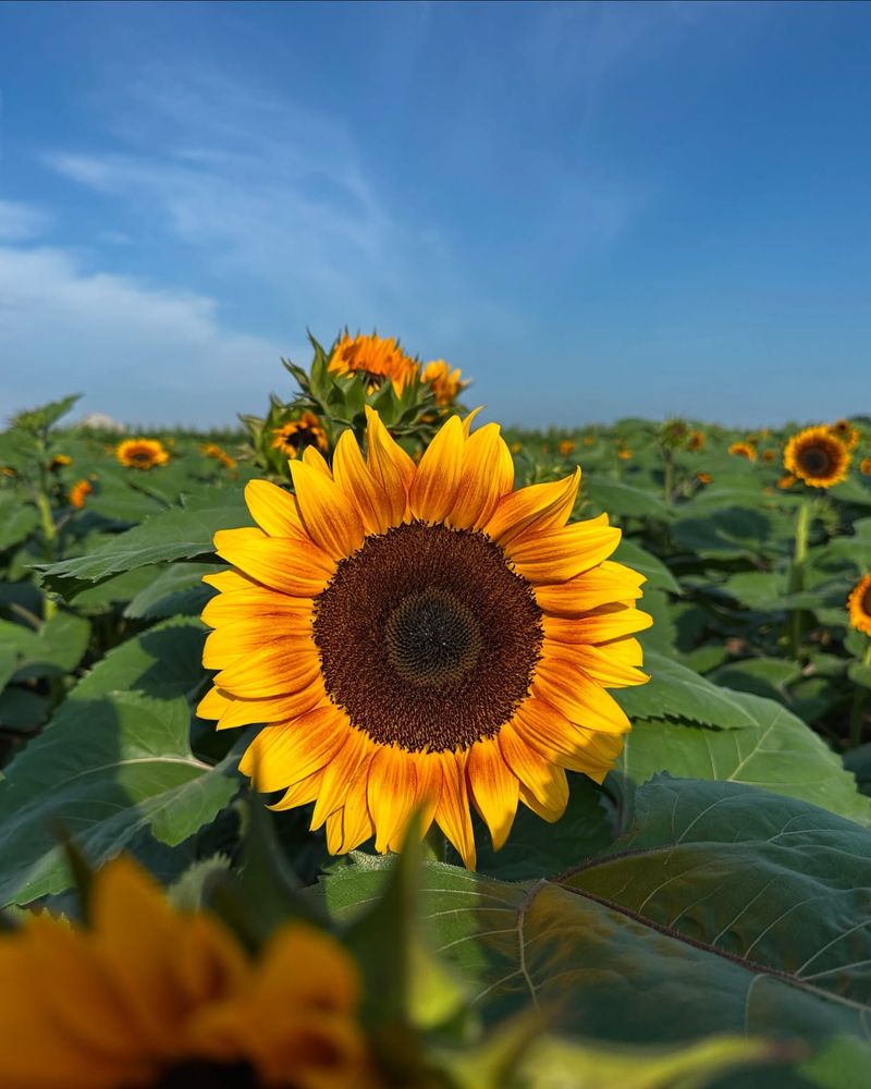 Provide Deep Watering Instead Of Frequent Light Watering