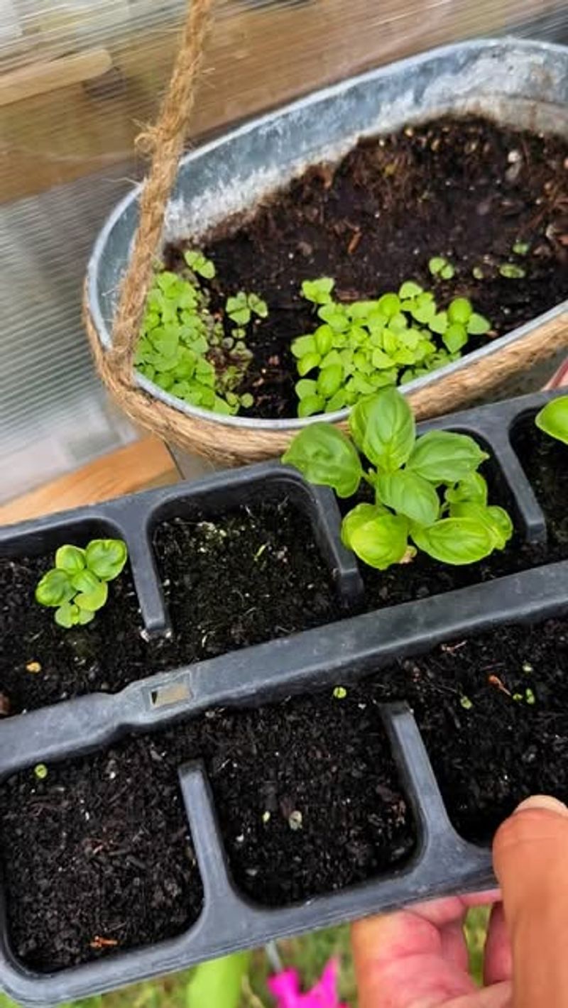 Place Seeds In A Warm And Sunny Spot To Germinate