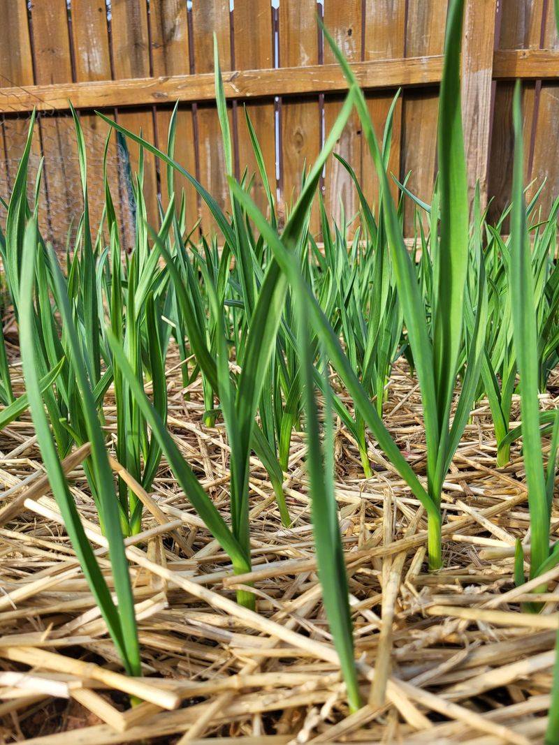 Sow Garlic And Onion Sets For Summer Harvest