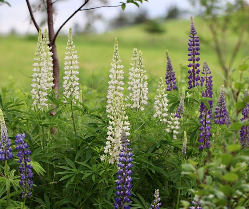 Lupine