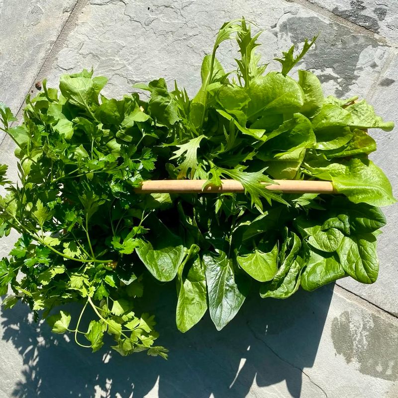 Start Lettuce Now For Early Salad Greens