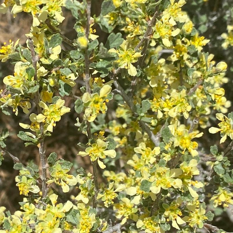 Bitterbrush With Its Golden Blooms
