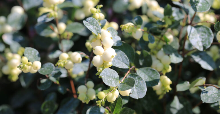 Plant These 8 Shrubs In Spring For Eastern Oregon Success