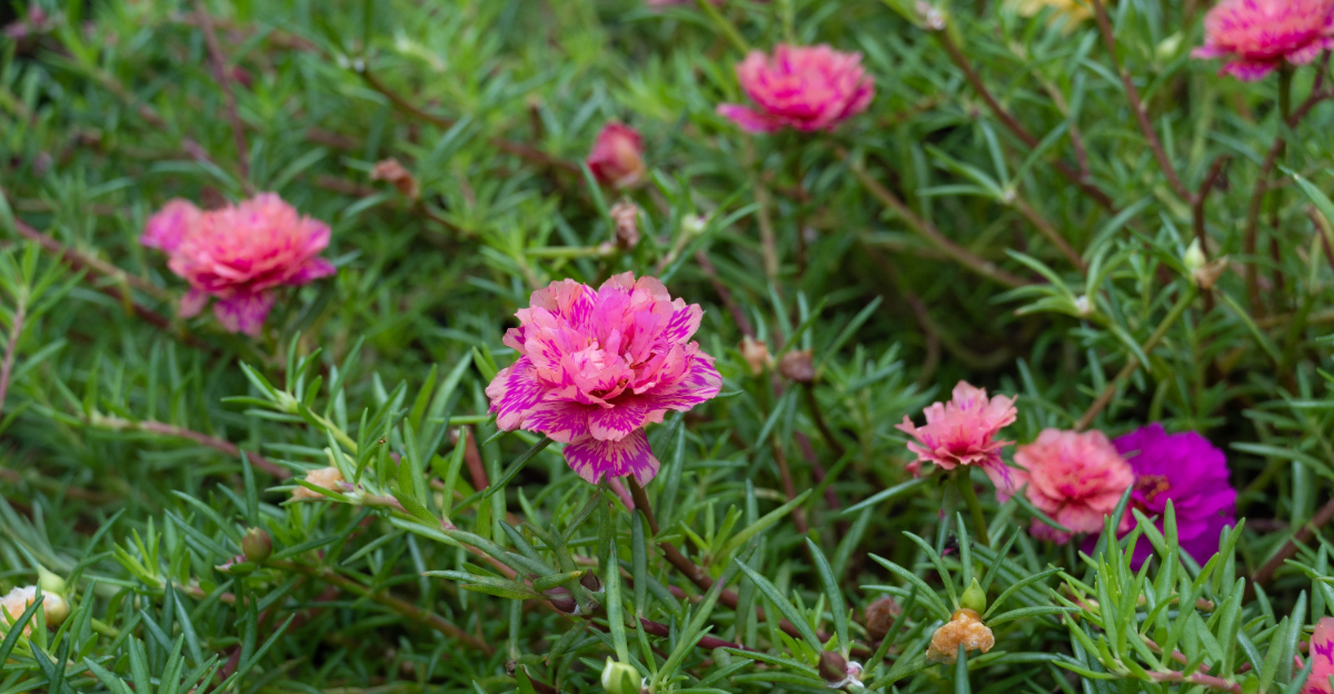 moss rose