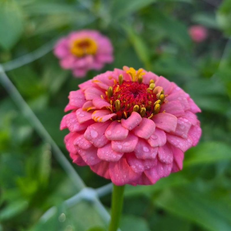 Zinnia (Zinnia elegans)
